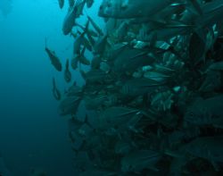 School of Jacks at Balicasag by Eugene Dee 